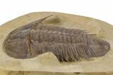 Homalonotid (Iberocoryphe?) Trilobite - Very Rare! #357357-2